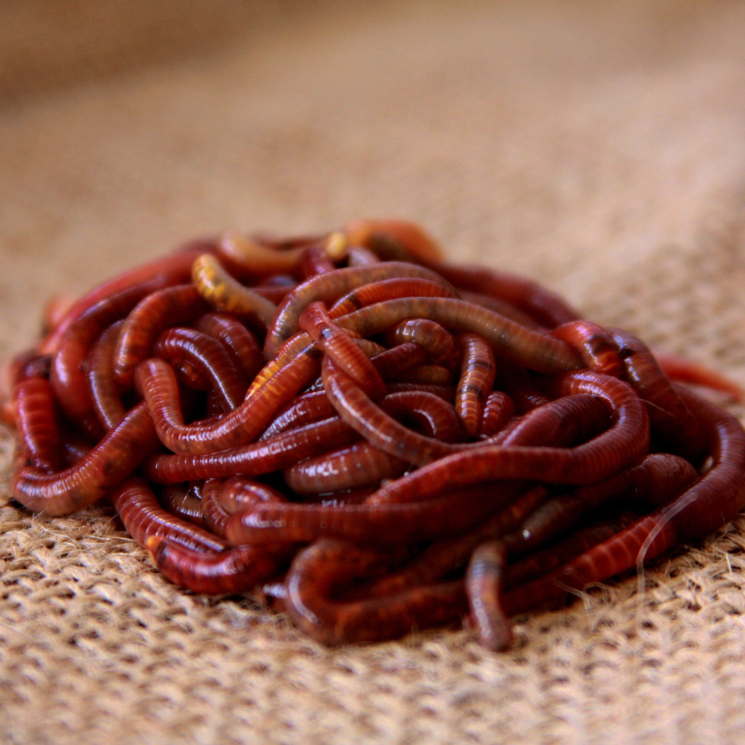 Live Red Wigglers