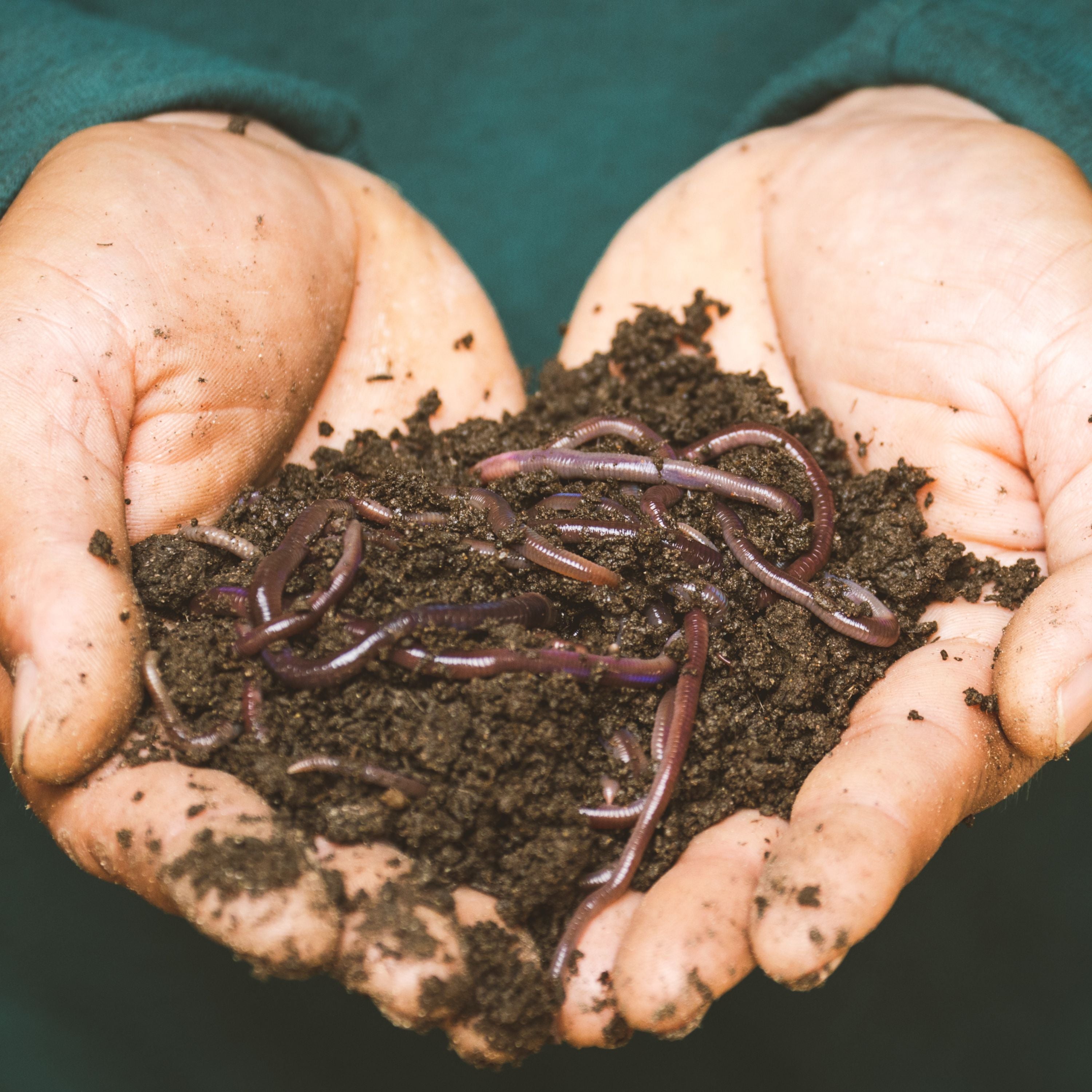 Live Red Wigglers